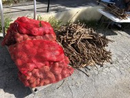 Roots and Tubers Program