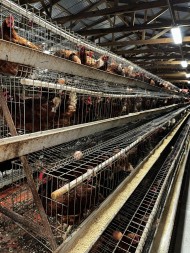 BAMSI Increases production at Poultry Facility