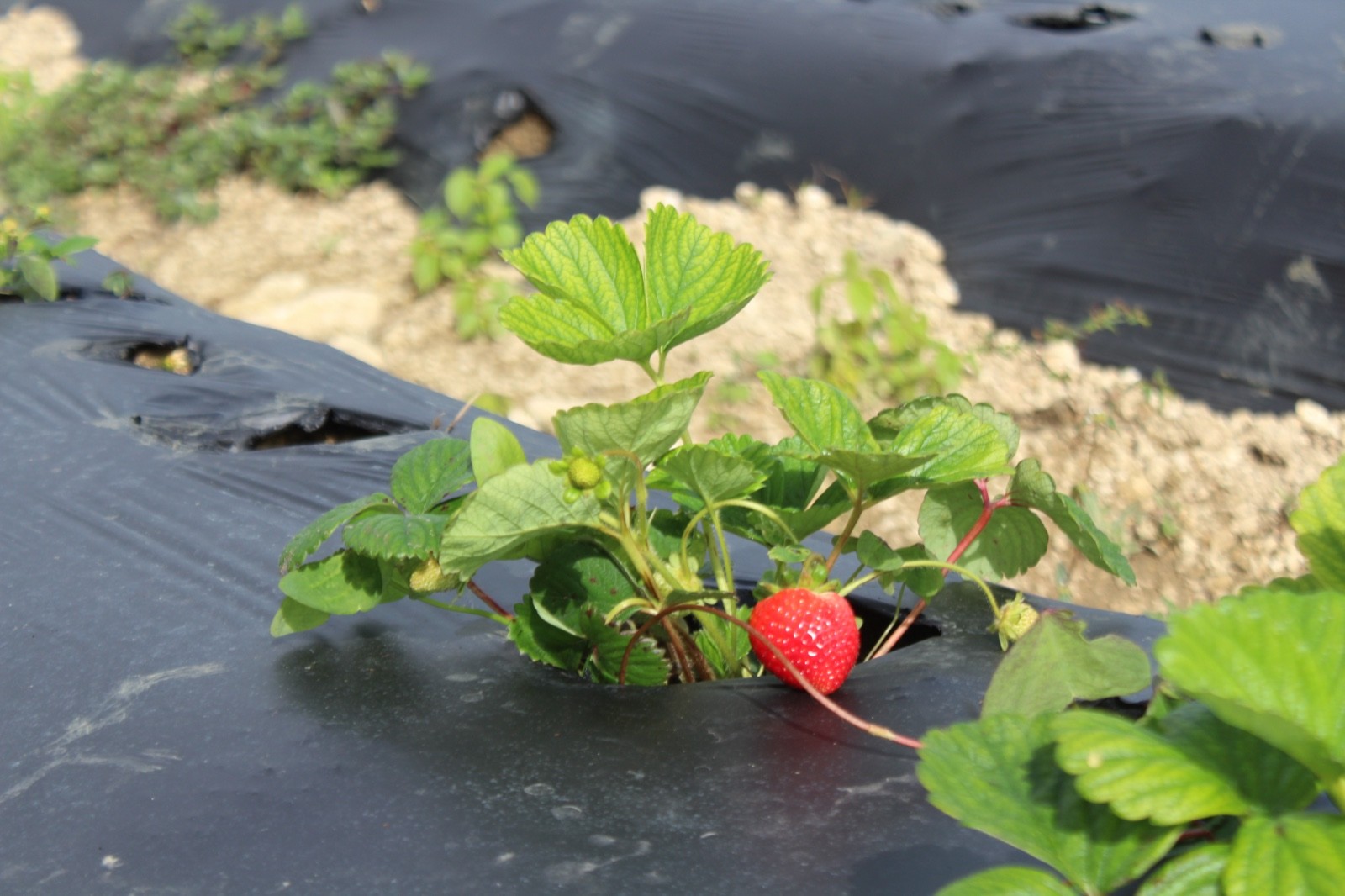 BAMSI Explores Promising Strawberry Cultivation