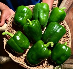 Sweet pepper