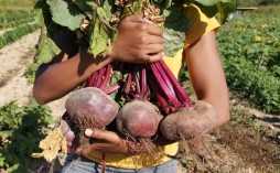 Beets