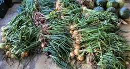 Red and green onions