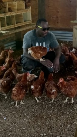 Chickens and Mr Barr