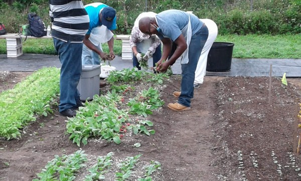 Backyard Farming