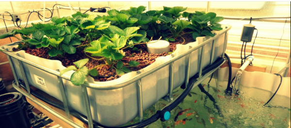 Aquaponics Certificate Course